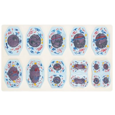 Meiosis Model – 10 Stages