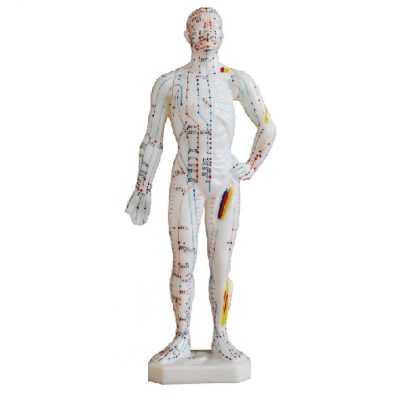 Mini Acupuncture Model – 26 cm, 14 Meridians