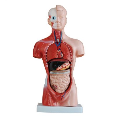 Mini Torso – 26 cm, 15 Parts