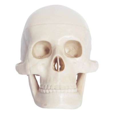 Miniature Skull Model – 10 cm