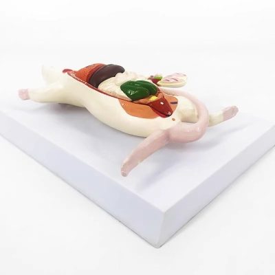 Mouse Anatomy Model