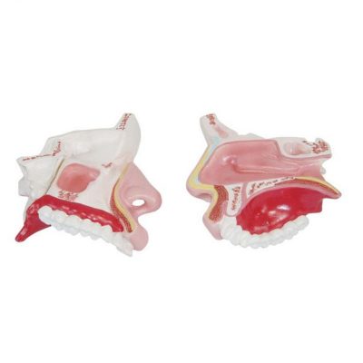Nasal Cavity & Paranasal Sinuses Model