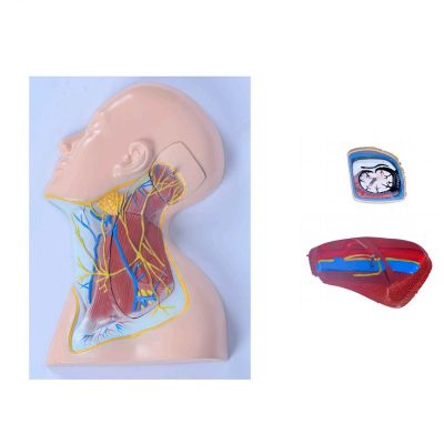 Neck Region Nerves & Superficial Structures Model
