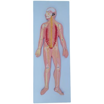 Nervous System Model – 180 cm