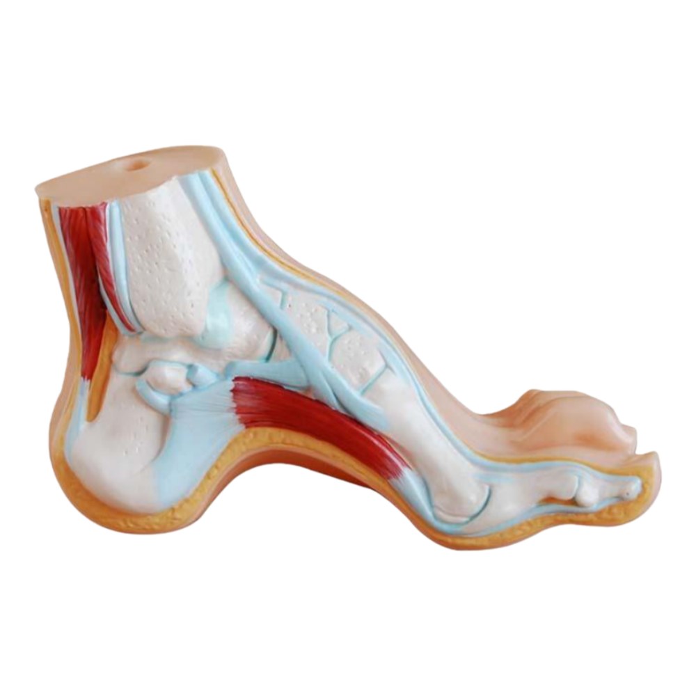 Normal, Flat & Arched Foot Model Set – 3 Pieces - Image 3