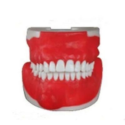 Oral Surgery Training Model – Extraction & Suturing
