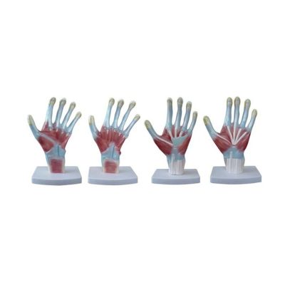 Palm Anatomy Model – Life Size, 4 Parts