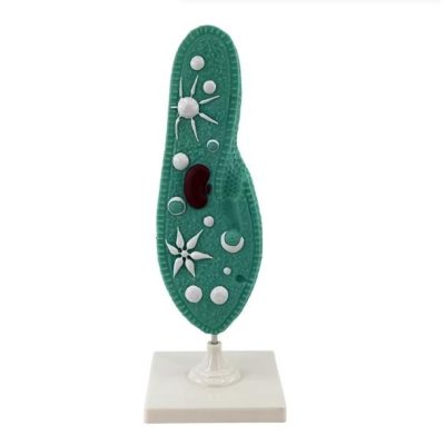 Paramecium Model – Enlarged