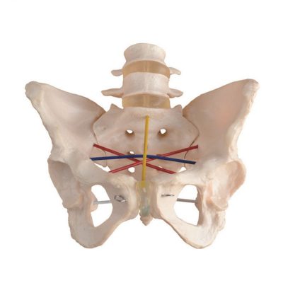 Pelvimetry Demonstration Model – Life Size
