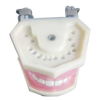 Periodontal Disease Model with Transparent Gingiva & Articulator