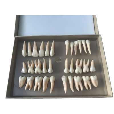 Permanent Teeth Model Set – 32 Teeth, Two-Colour