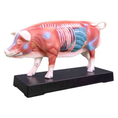 Pig Acupuncture & Anatomy Model – 55 Points
