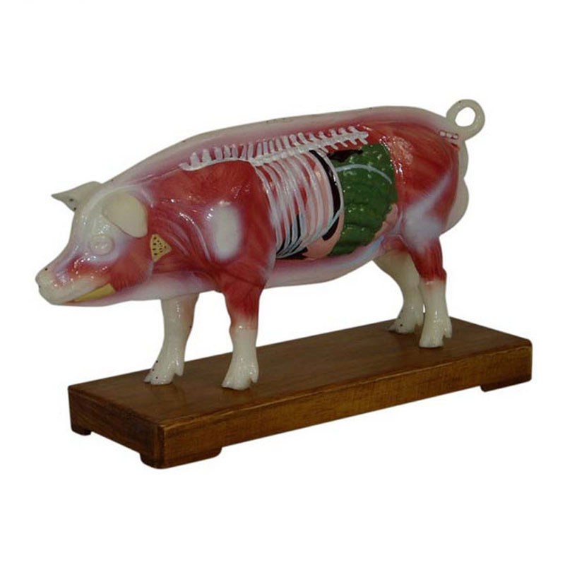 Pig Acupuncture & Anatomy Model – 55 Points - Image 2