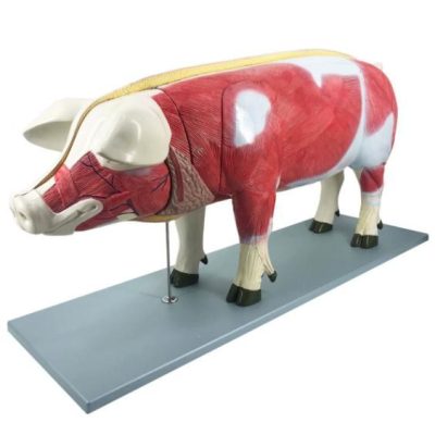 Pig Anatomy Model