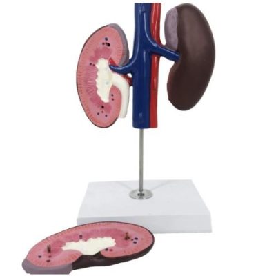 Pig Kidney Model