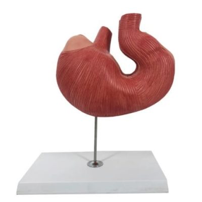 Pig Stomach Model