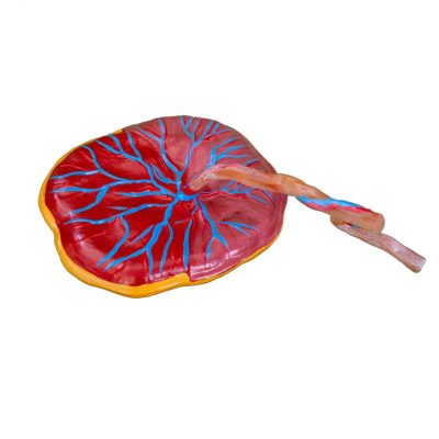 Placenta Model