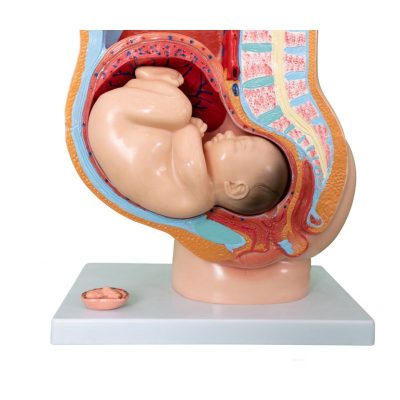 Pregnancy Pelvis Section Model – 40 Weeks, 4 Parts