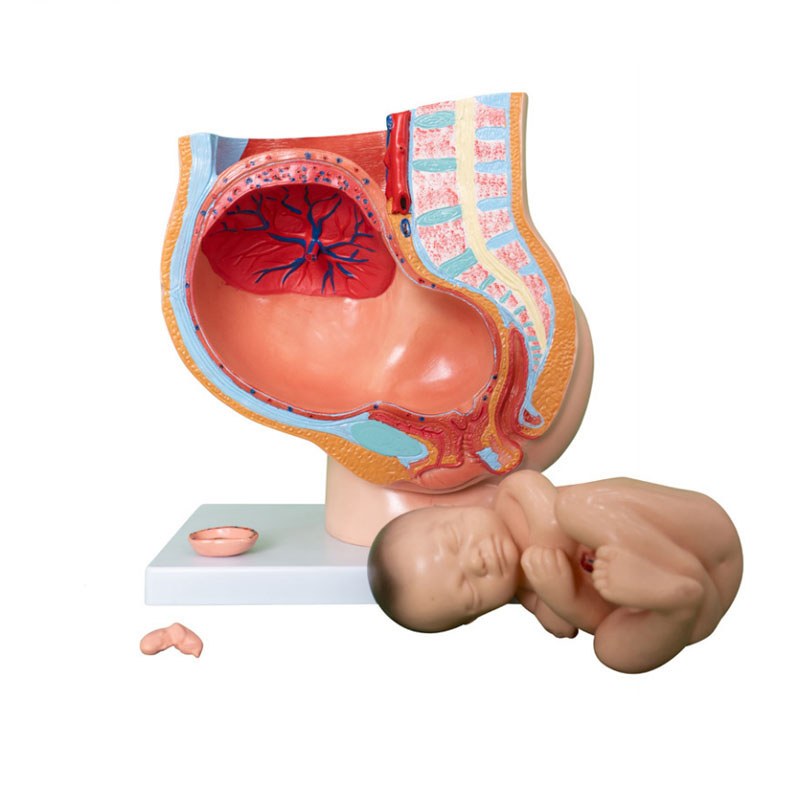 Pregnancy Pelvis Section Model – 40 Weeks, 4 Parts - Image 2