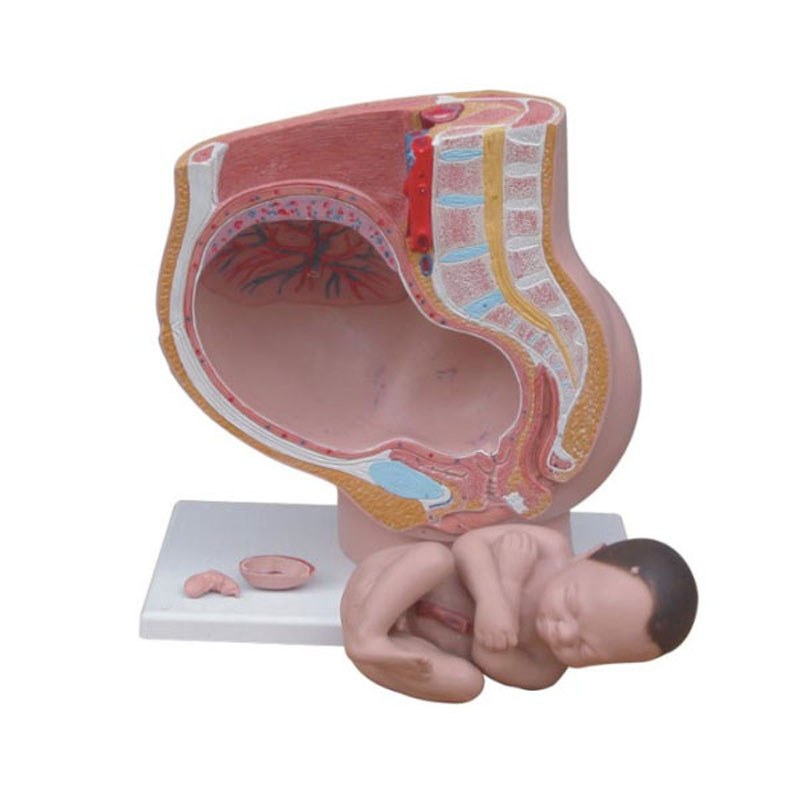 Pregnancy Pelvis Section Model – 40 Weeks, 4 Parts - Image 3