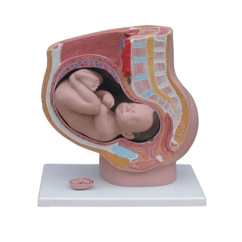 Pregnancy Pelvis Section Model – 40 Weeks, 4 Parts - Image 4