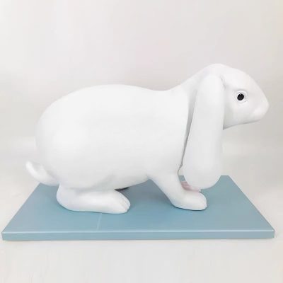 Rabbit Anatomy Model