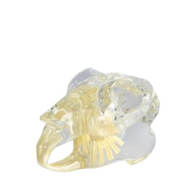 Rabbit Skull Model – Transparent