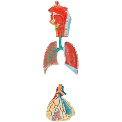 Respiratory System Model with Enlarged Alveoli