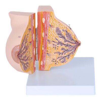 Resting (Non-Lactating) Breast Anatomy Model – Hinged, 2 Parts