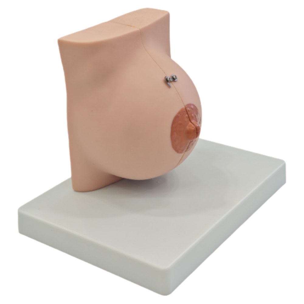 Resting (Non-Lactating) Breast Anatomy Model – Hinged, 2 Parts - Image 2