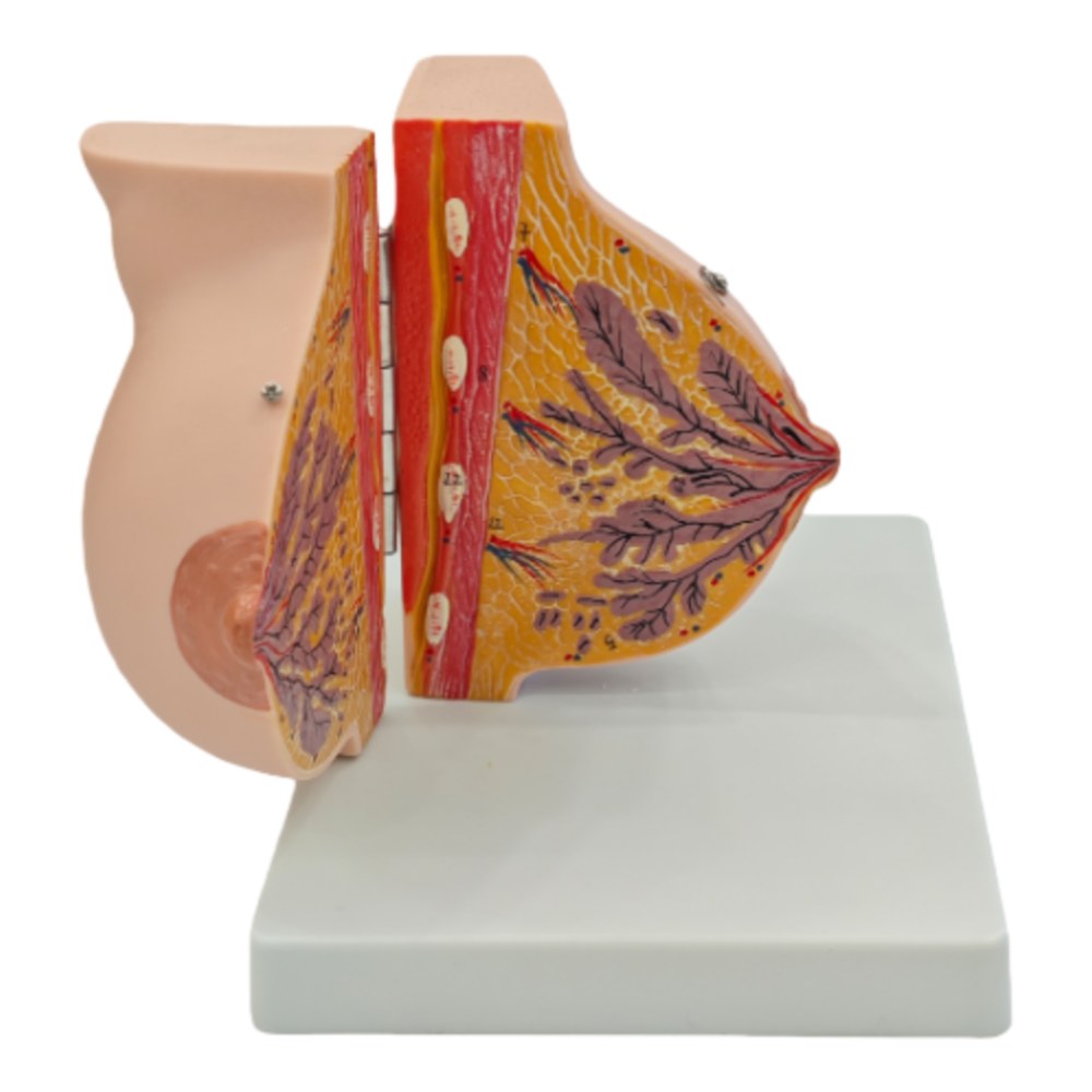 Resting (Non-Lactating) Breast Anatomy Model – Hinged, 2 Parts - Image 3