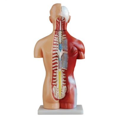 Sexless Torso – 42 cm, 18 Parts, Open Back