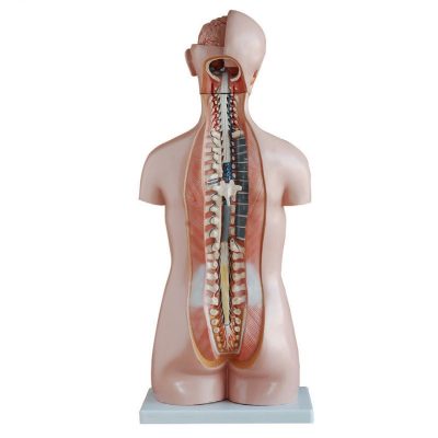 Sexless Torso – 85 cm, 20 Parts, Open Back