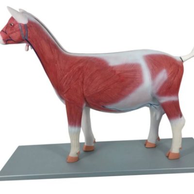 Sheep Anatomy Model