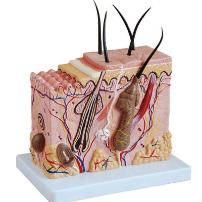 Skin Block Model – 70× Enlarged