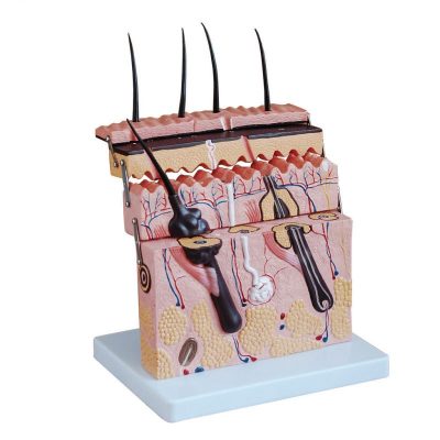 Skin Section Model – Hinged