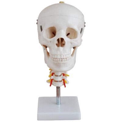 Skull with Cervical Spine Model