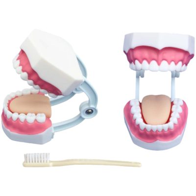 Small Dental Care Model – 28 Teeth, with Toothbrush