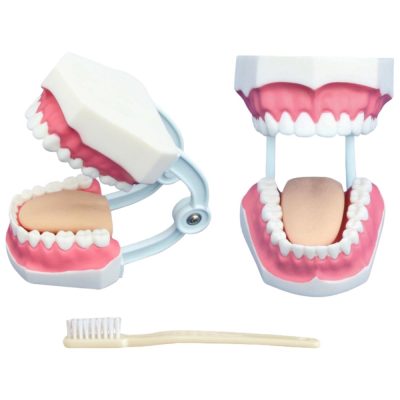 Small Dental Care Model – 32 Teeth, with Toothbrush