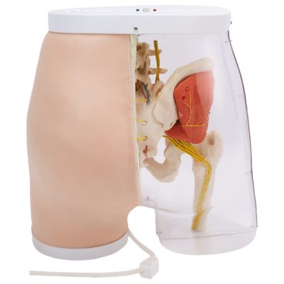 Smart Feedback Gluteal IM Injection Model