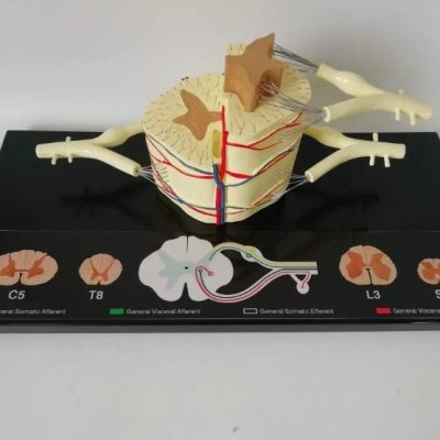 Spinal Cord & Spinal Nerves Model – 5× Enlarged
