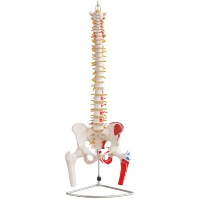 Spine with Pelvis, Femur Heads & Painted Muscles – Life Size