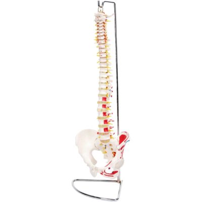 Spine with Pelvis & Painted Muscles – Life Size