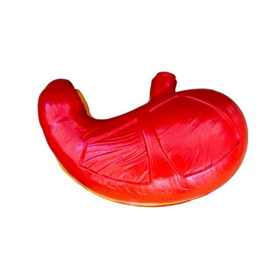 Stomach Model – 2× Enlarged, Longitudinal Section