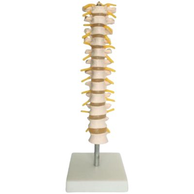 Thoracic Spine Model