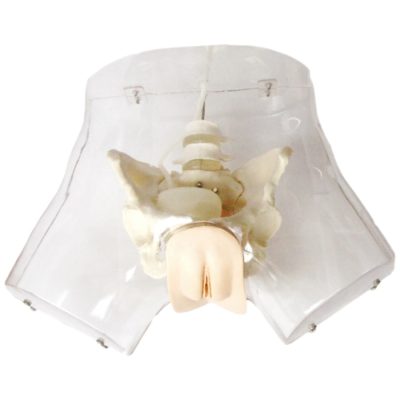 Transparent Female Urinary Catheterisation Simulator
