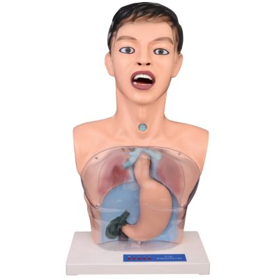 Transparent Gastric Lavage & Nursing Torso with Alarm