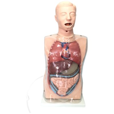 Transparent Gastric Lavage Torso – Full Anatomy