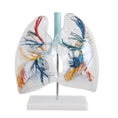 Transparent Lung Segments Model – 2× Enlarged