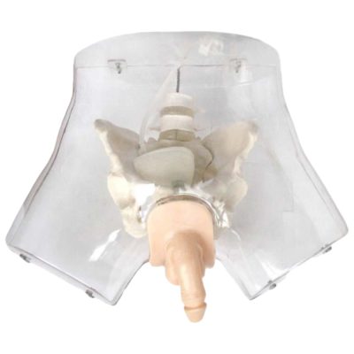 Transparent Male Urinary Catheterisation Simulator